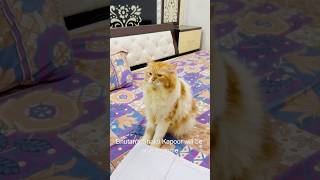 Bilu G aur😳😳😳cat catcomedy billicomedy viralcat catcomedy catvideo sajidcat billug [upl. by Matronna]