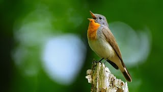 Bird sounds – Redbreasted flycatcher Ficedula parva [upl. by Orelu]