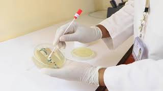 URINE CULTURE AND SENSITIVITY TEST [upl. by Krein]