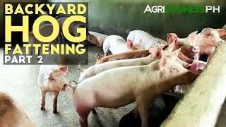 Backyard Hog Fattening Part 2  Hog Fattening Management  Agribusiness Philippines [upl. by Norse]