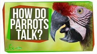 How Do Parrots Talk Like Humans [upl. by Parrott]