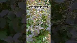 Hamre agaan ki tulsitulsi tulsivivah tulsivivahgeet trending [upl. by Adnolaj]