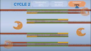 Polymerase Chain Reaction PCR [upl. by Ettie]