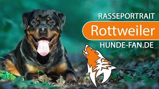 ► Rottweiler 2019 Rasse Aussehen amp Charakter [upl. by Annav]