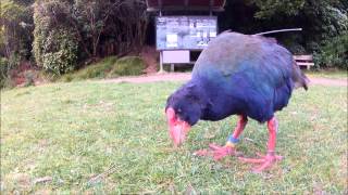 The rare Takahe bird in Zealandia Wellington  NZ [upl. by Gorrono]