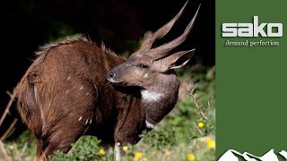 Bushbuck hunt in the Eastern Cape [upl. by Odicalp]