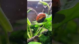 nerite snail adventure [upl. by Fitzgerald]