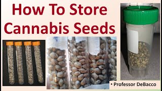 How To Store Cannabis Seeds [upl. by Pang780]