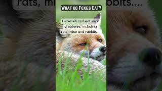 What Do Foxes Eat [upl. by Adolph]