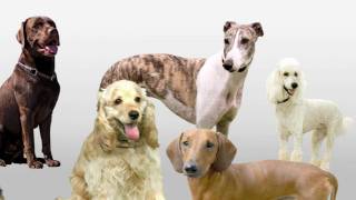 20 Dogs  Funny Song for Kids Naming 20 Different Dogs [upl. by Bennink]