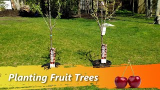 Planting Fruit Trees In Your Backyard  Best and Large Bing Stella Cherries Plums Peaches Apples [upl. by Yhtomot]