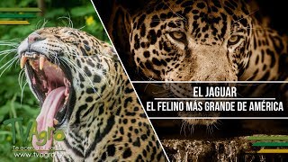 El Jaguar El Felino más Grande de América  TvAgro por Juan Gonzalo Angel [upl. by Kire]