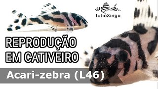 Reprodução do cascudo zebra imperial Hypancistrus zebra [upl. by Hagile385]