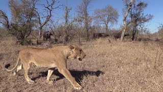 22 LIONS ATTACK BUFFALO [upl. by Cassandra]