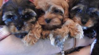 Cavapoo Puppies [upl. by Annaynek783]