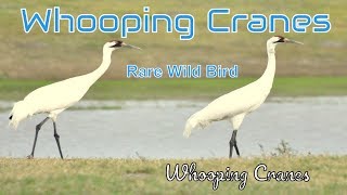 Whooping Cranes [upl. by Braasch204]