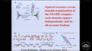 The Molecular Mechanism of Synchronous Neurotransmitter Release at Synapses [upl. by Ahsilahs]