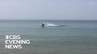 Deadly shark attack on Cape Cod [upl. by Marnie749]