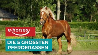 Top 5 der größten Pferderassen [upl. by Renaxela]