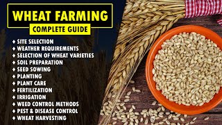 Wheat Farming  Wheat Cultivation Guide  How to grow Wheat [upl. by Browning]