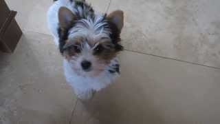 Biewer Yorkshire Terrier 4 Sale [upl. by Merril]