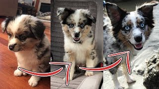 Sammys First Year  Mini Aussie Puppy Adventures [upl. by Bartel]