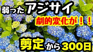 ■アジサイの剪定🌱『あれから300日』どっなった⁉️ [upl. by Nythsa]