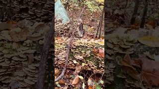 Autumn in East Tennessee nature forest colorfulleaves fallleaves autumnwalk autumnlandscape [upl. by Ydnak]