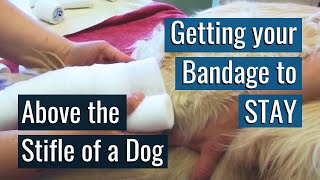 The Secret to having a Bandage STAY ABOVE the stifle of a dog [upl. by Chernow148]