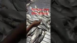 চাঁদপুরের তাজা ইলিশ মাছের bdpadmariverfishmarket dneyes moinotghat [upl. by Salokin]