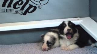 Howling Sheltie Puppies  3 weeks old [upl. by Ecyal458]