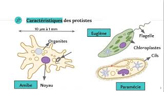 Les protistes 🦠 [upl. by Araet626]