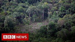 A drought with roots in the Amazon jungle  BBC News [upl. by Karlan]