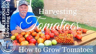 How To Grow Tomatoes PROGRESSION Growing Guide  Harvesting Tomatoes [upl. by Halik25]