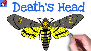 DRaw a Deaths Head Moth [upl. by Lladnarc756]