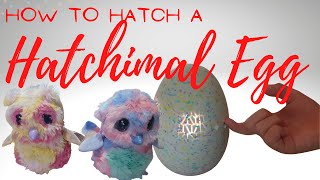 How to Hatch a Hatchimal  Full Instructions [upl. by Dnalhsa]