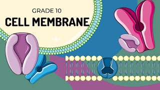 THE CELL MEMBRANE  Easy to understand structure [upl. by Vickie]