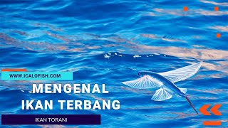 Mengenal Ikan Terbang Ikan Torani [upl. by Allemac]