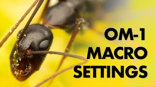 My Olympus Macro Photography Settings OM1 [upl. by Utter824]