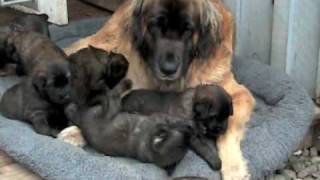 BoBevs Leonberger Puppies Q litter week 4 [upl. by Cappello254]