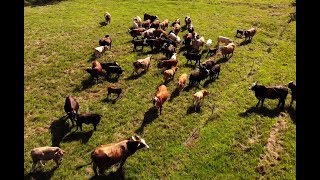 Prescribed Grazing [upl. by Ecnarolf]