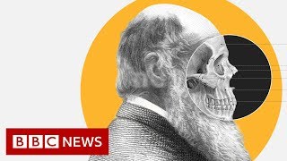 Theory of Evolution How did Darwin come up with it  BBC News [upl. by Lisabet]