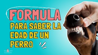 ¿CÓMO CALCULAR LA EDAD DE UN PERRO TAN SOLO VIENDO SUS DIENTES [upl. by Hillyer]