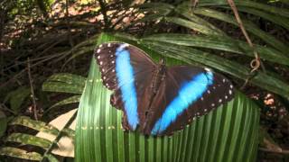 Blue Morpho Butterfly [upl. by Azilef298]