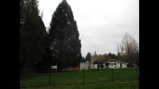 Giant Sequoia trees I planted 40 years ago [upl. by Ayotahs]