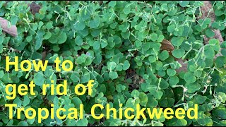 How to get rid of Tropical Chickweed  Drymaria cordata [upl. by Hutchinson10]