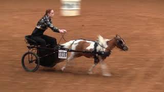 2019 Pinto Worlds Miniature Horse Barrel Racing [upl. by Hapte]