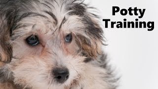 How To Potty Train A Yorkie Poo Puppy  YorkiePoo House Training Tips  Yorkie Poo Puppies [upl. by Ayarahs935]