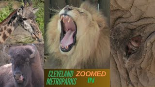 Cleveland Metroparks Zoo [upl. by Chrystal]