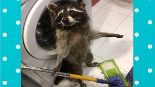 Best Cute Raccoon Video Compilation Funny Baby And Pet [upl. by Notterb]